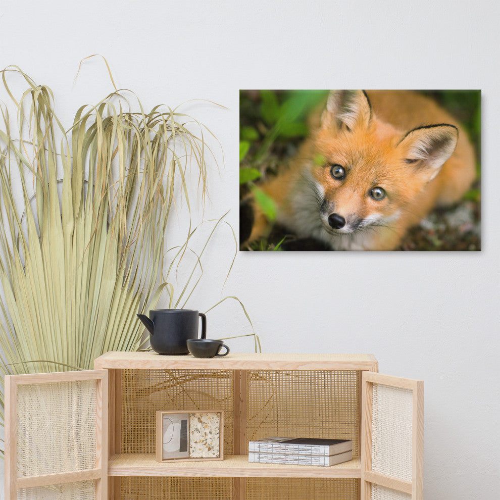 Young Red Fox Face Animal Wildlife Nature Photograph Canvas Wall Art Prints, 24" X 36"