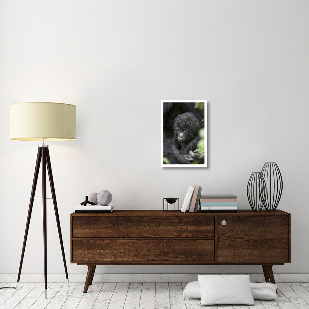 "Gorilla infant, endangered, Parc National Des Volcans" Paper Art, 18"x26"