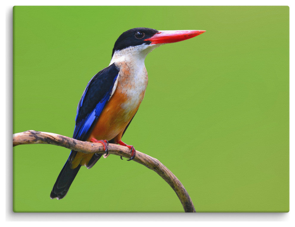 Black Capped Kingfisher Bird on Perch Wildlife Photograph Canvas Wall Art Print, 18" X 24"