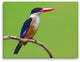 Black Capped Kingfisher Bird on Perch Wildlife Photograph Canvas Wall Art Print, 18" X 24"