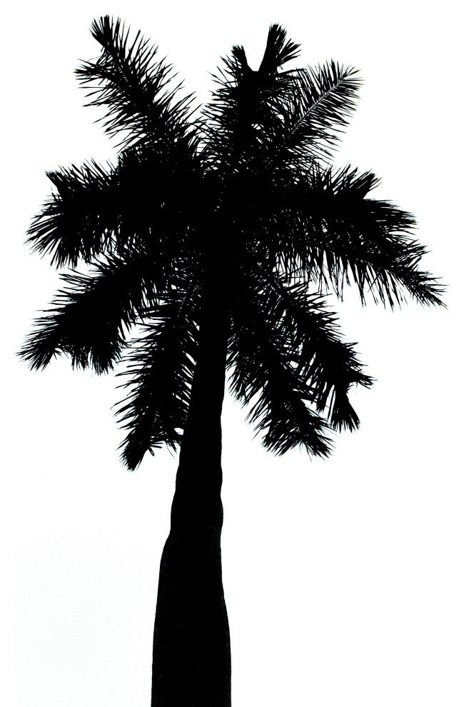 Palm Tree Silhouette on Pure White Tropical Botanical Unframed Wall Art Print, 11" X 14"
