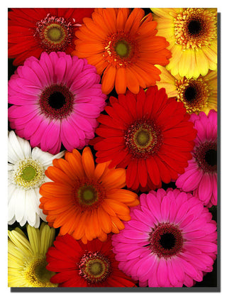 'Flowers' Canvas Art by Preston