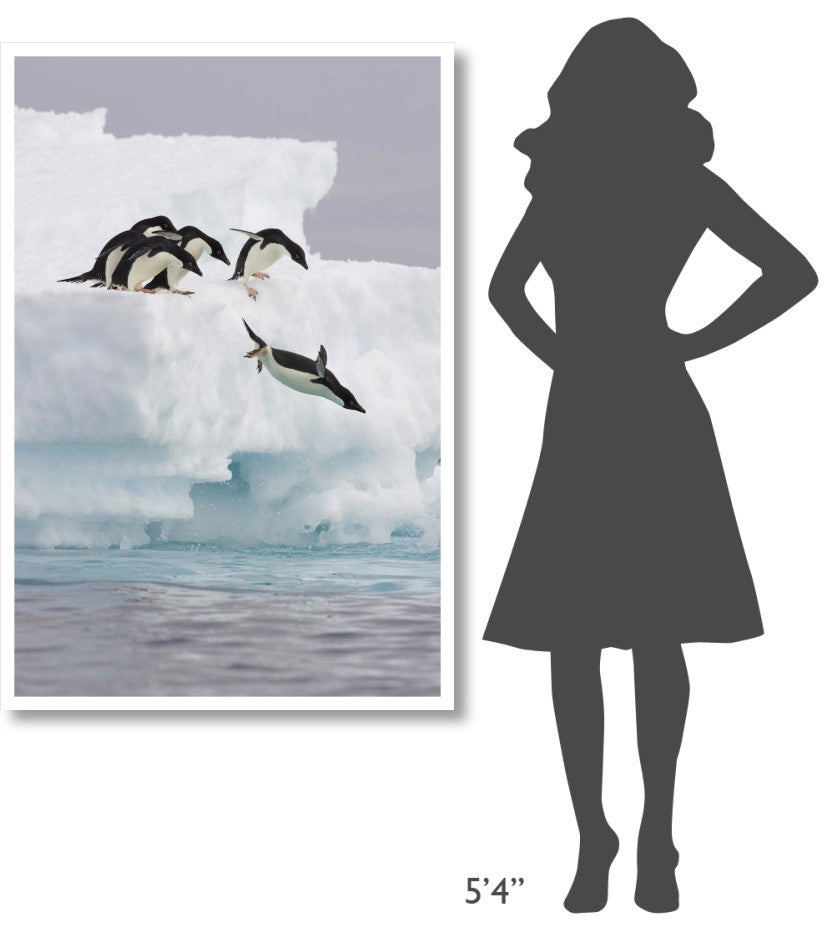 "Adelie Penguin diving off iceberg, Paulet Island" Paper Art, 34"x50"