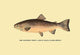 The Rainbow Trout - Framed Paper Poster 20" x 30"