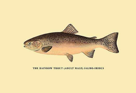 The Rainbow Trout - Framed Paper Poster 20" x 30"