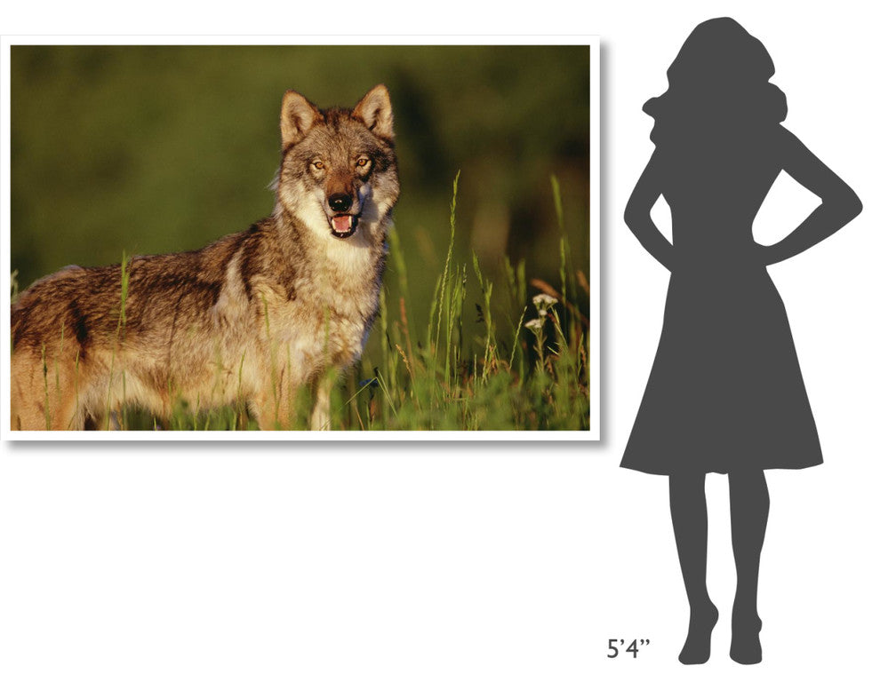 "Timber Wolf portrait, North America" Print by Tim Fitzharris, 62"x42"