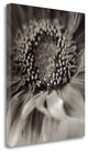 "Florison - 2" By Alan Blaustein, Giclee Print on Gallery Wrap Canvas