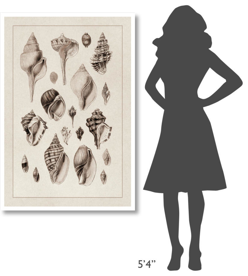 "Shells: Sessile Cirripedes #3 (Sepia)" Paper Print by G.B. Sowerby, 34"x50"