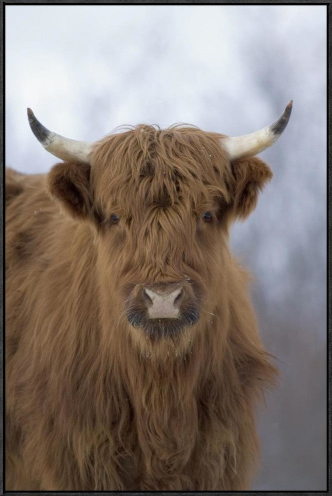 "Cattle, a highland breed, Kodiak Island, Alaska"  by Michael Quinton, 25x37"