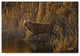 Wilhelm Goebel 'Evening Rounds Sika Deer' Canvas Art, 47"x30"