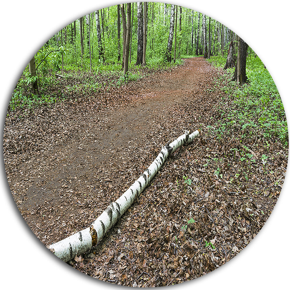 Trunk Of Birch On The Track, Landscape Disc Metal Wall Art, 23"