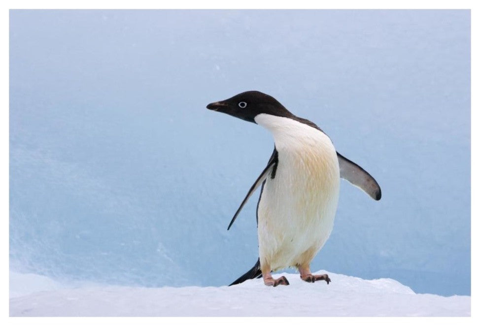 "Adelie Penguin on iceberg, looking left, Paulet Island" Paper Art, 32"x22"