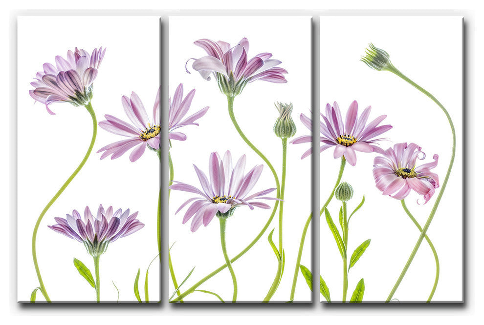 Ready2HangArt 'Cape Daisies I' 3-Piece Canvas Wall Decor Set, 60"x40"