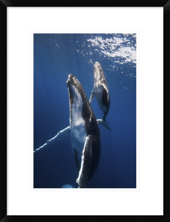 "Back To The Surface" Framed Digital Print by Barathieu Gabriel, 20"x26"