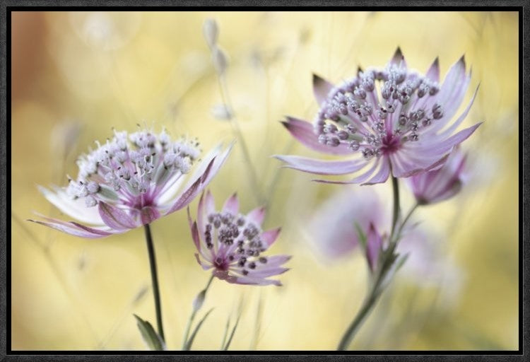"Astrantia Major" Framed Canvas Giclee by Mandy Disher, 19x13"