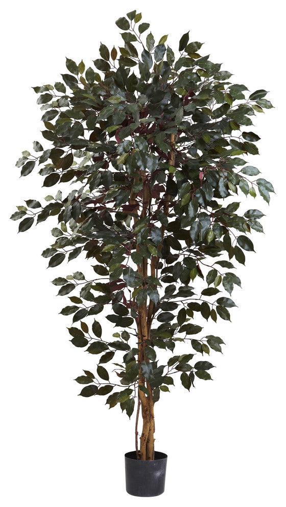 6' Capensia Ficus Tree, Green