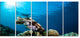 Broadclub Cuttlefish Underwater, Large Seashore Canvas Print, 60"x28", 5 Panels