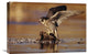 "Peregrine Falcon Adult, Standing On Downed Duck, North America" Artwork