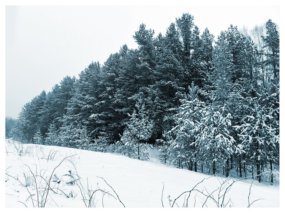 Dark Winter Trees, Landscape Canvas Art Print, 40"x30"