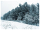 Dark Winter Trees, Landscape Canvas Art Print, 40"x30"