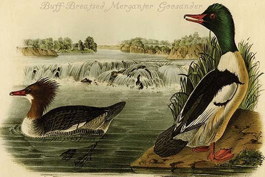 Buff-Breasted Merganter Goosander, 28" X 42", Gallery Wrapped Canvas Art