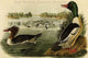 Buff-Breasted Merganter Goosander, 28" X 42", Gallery Wrapped Canvas Art
