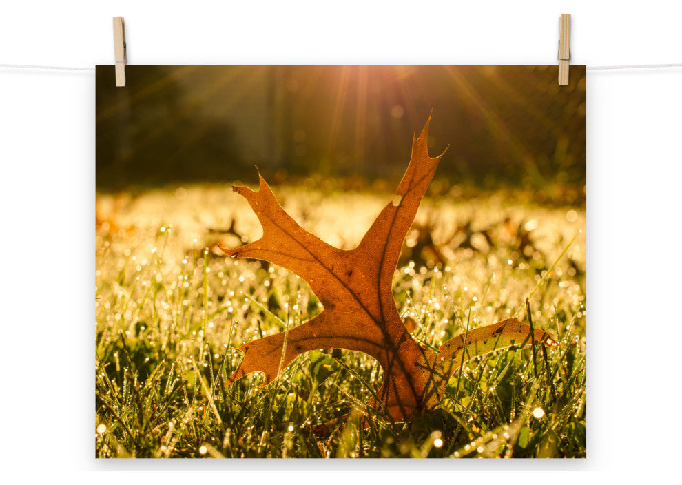 Fall Leaf in Morning Sun - Autumn Nature Photograph Unframed Wall Art Print, 16" X 20"