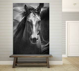 "Black Stallion III" Fine Art Giant Canvas Print, 48"x72"