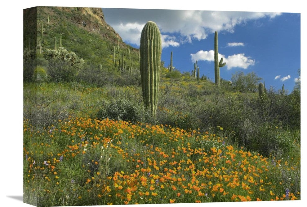 "California Poppy And Saguaro Cacti, Organ Pipe Cactus NM, Arizona" Artwork