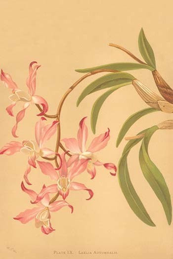 Laelia Autumnalis - Canvas Poster 20" x 30"