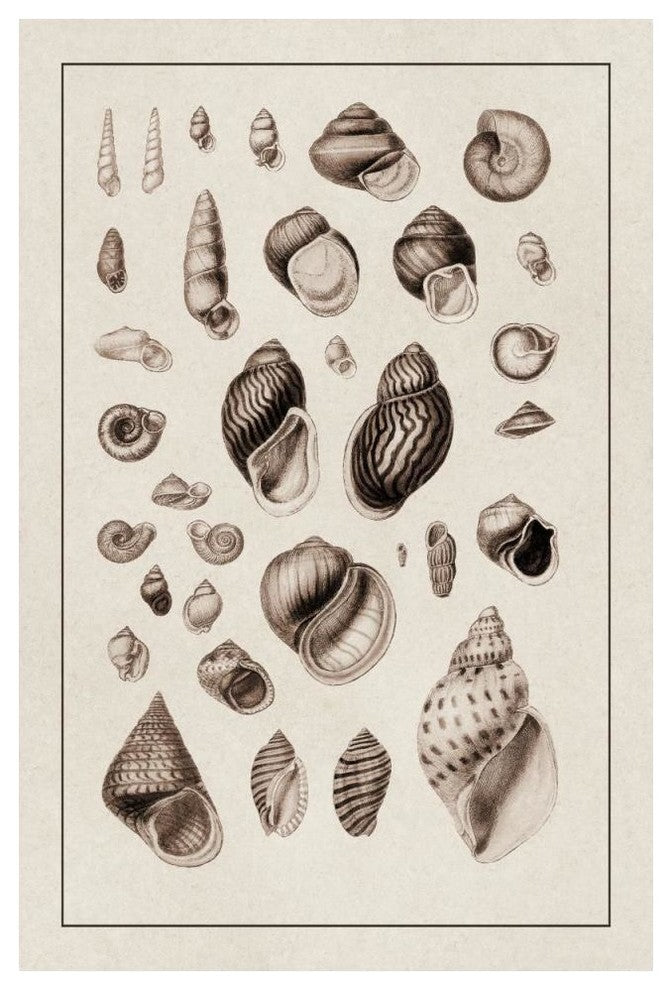 "Shells: Sessile Cirripedes #2 (Sepia)" Paper Print by G.B. Sowerby, 34"x50"