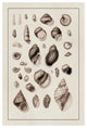 "Shells: Sessile Cirripedes #2 (Sepia)" Paper Print by G.B. Sowerby, 34"x50"