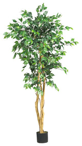 5' Ficus Silk Tree