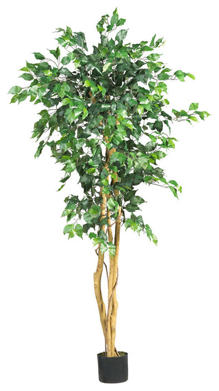 5' Ficus Silk Tree