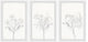 Plant Dreams Triptych, Set of 3, 24x36 Panels