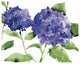 "Bright Hydrangeas" Digital Paper Print by Anne Tavoletti, 22"x18"