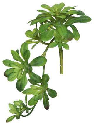 White background with a cropped/close view of the succulent spray; no text or diagrams.
