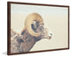 Marmont Hill, "Curled Horns" Framed Painting Print, 18x12