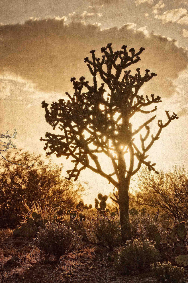 "Sonoran Sun" Painting Print on Canvas by Robertson