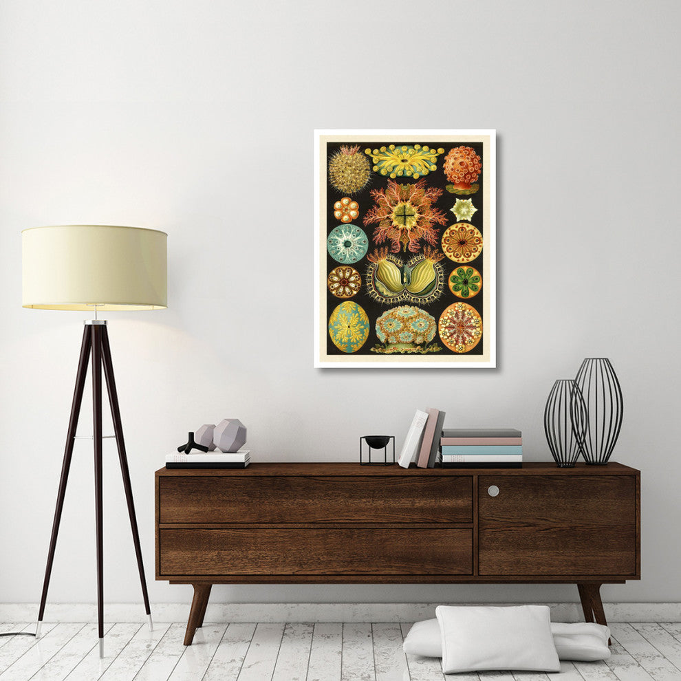 "Haeckel Nature Illustrations: Ascidiae" Paper Print by Ernst Haeckel, 32"x42"