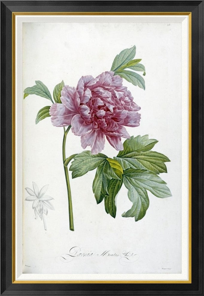 "Engraving of a Peony" Framed Canvas Giclee by Pierre Joseph Redoute, 29x42"