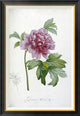 "Engraving of a Peony" Framed Canvas Giclee by Pierre Joseph Redoute, 29x42"