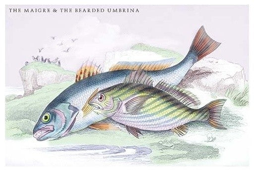 The Maigre and the Bearded Umbrina - Fine Art Giclee Print 24" x 36"