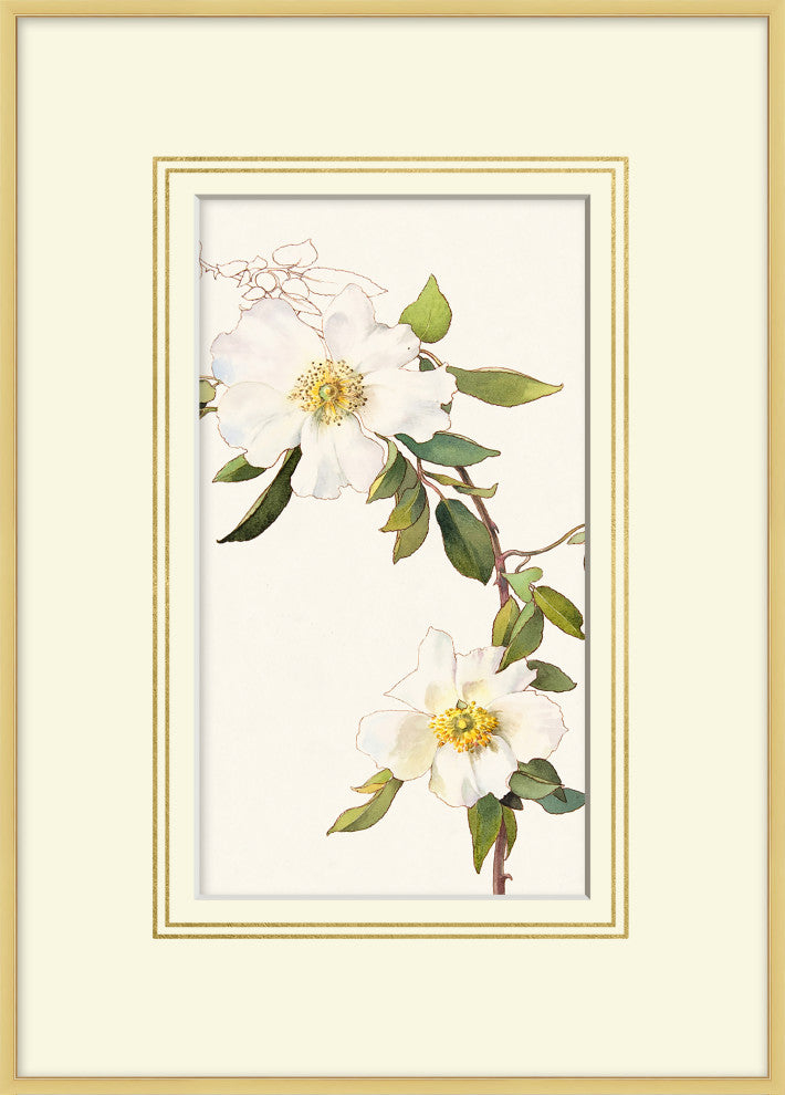 Blooming Study 9, Giclee Reproduction Artwork