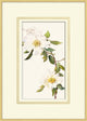 Blooming Study 9, Giclee Reproduction Artwork