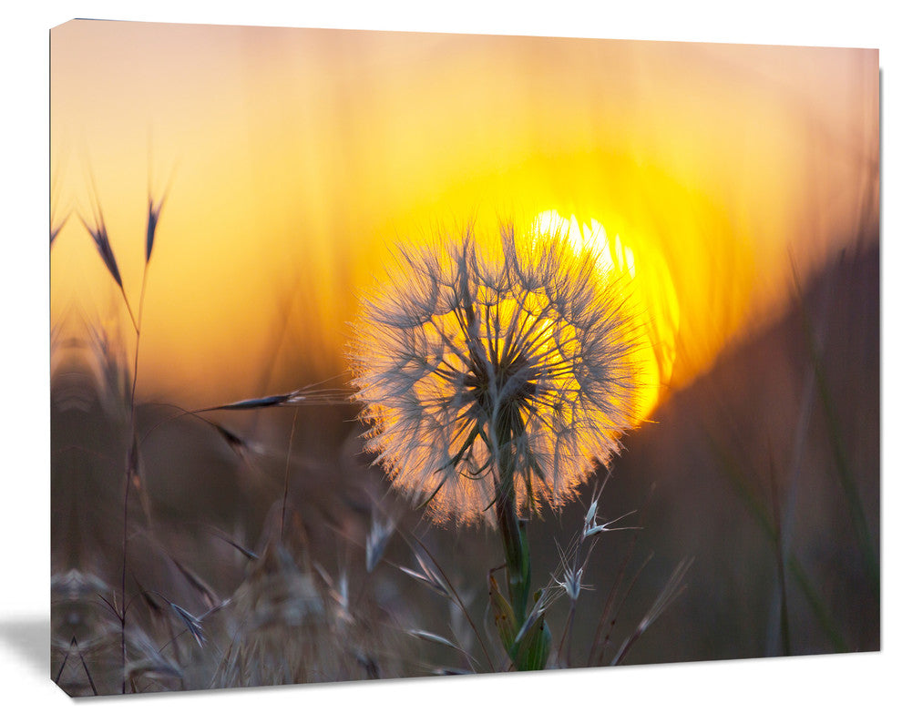 Stunning Dandelion View At Sunset, Floral Canvas Art Print, 20"x12"