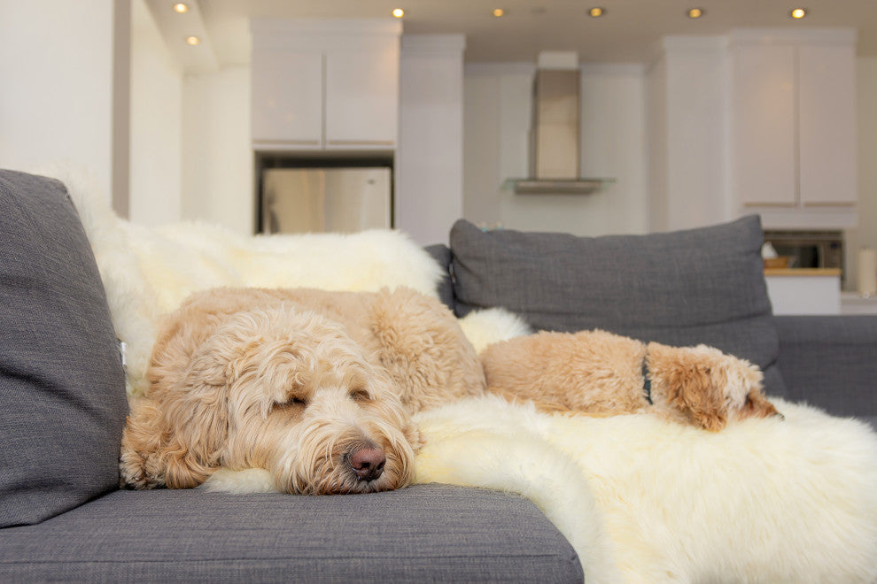 Natural 100% New Zealand Sheepskin Six Rug 5'x6', Natural