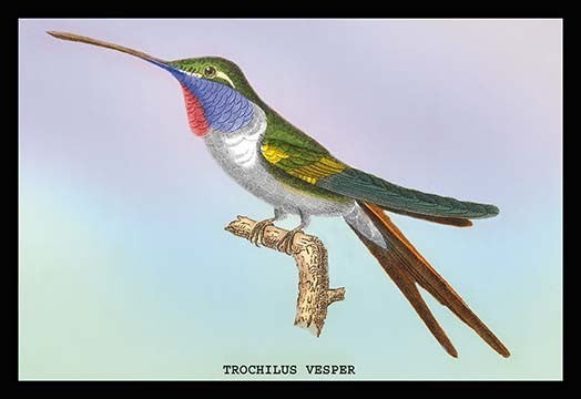 Hummingbird: Trochilus Vesper- Fine Art Giclee Print 24" x 36"
