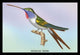 Hummingbird: Trochilus Vesper- Fine Art Giclee Print 24" x 36"