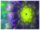 Amazing Dance of Exotic Petals, Floral Canvas Art Print, 40"x30"